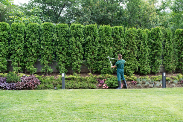 Best Lawn Maintenance Plans  in Woburn, MA